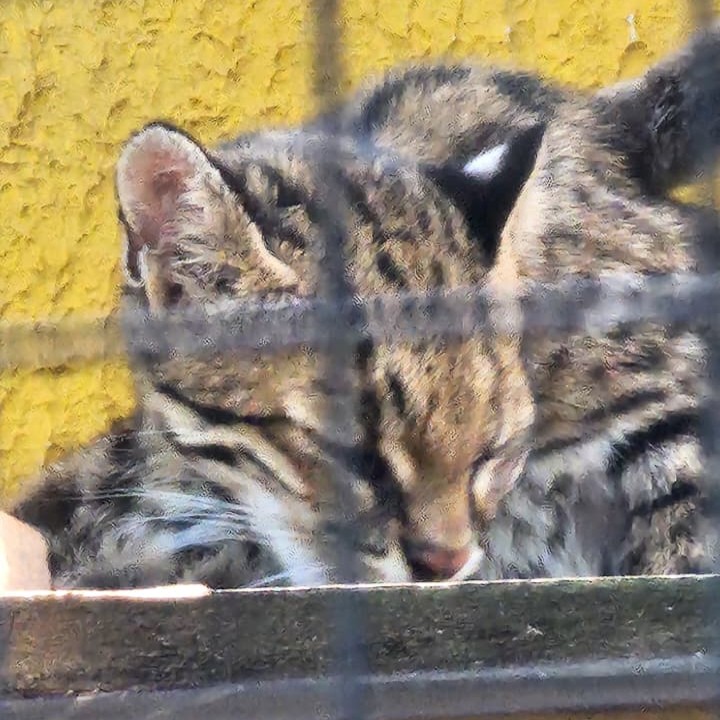Jaguatirica